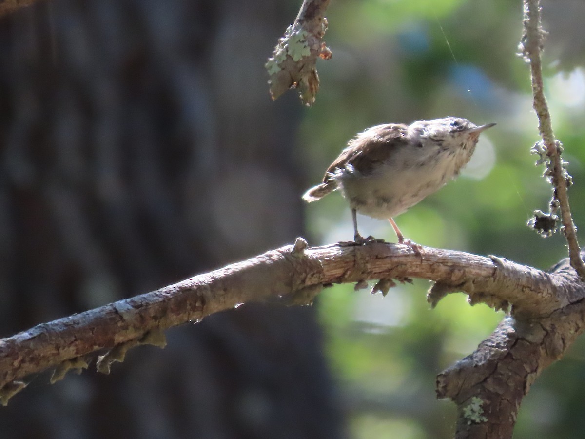 Bewick's Wren - ML622144158