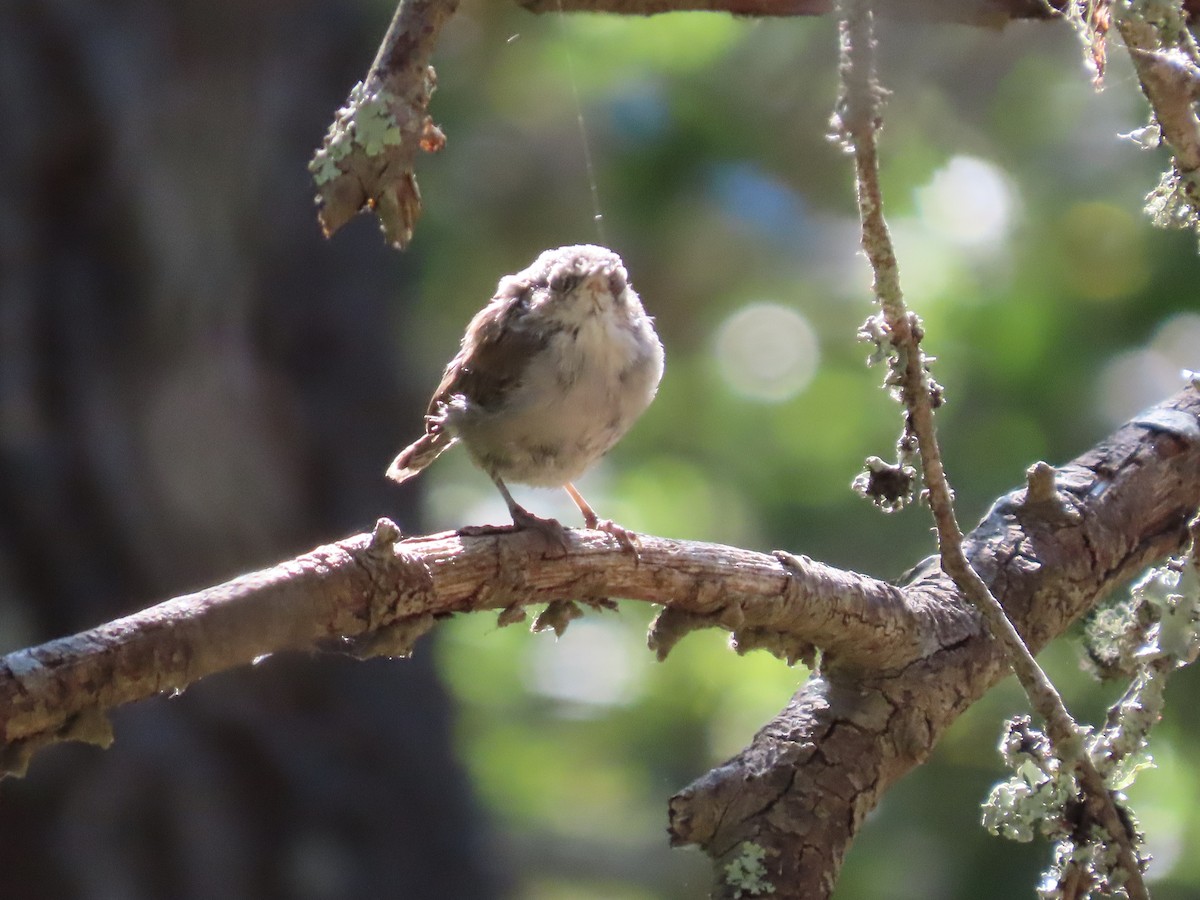 Bewick's Wren - ML622144159