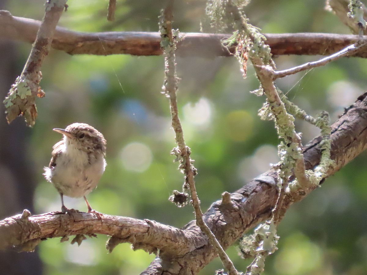 Bewick's Wren - ML622144160