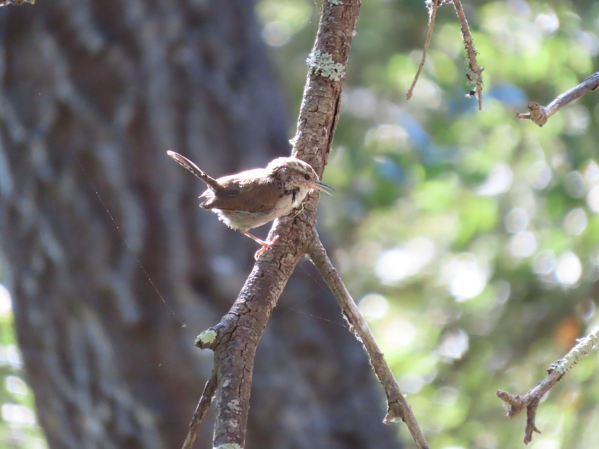 Bewick's Wren - ML622144161