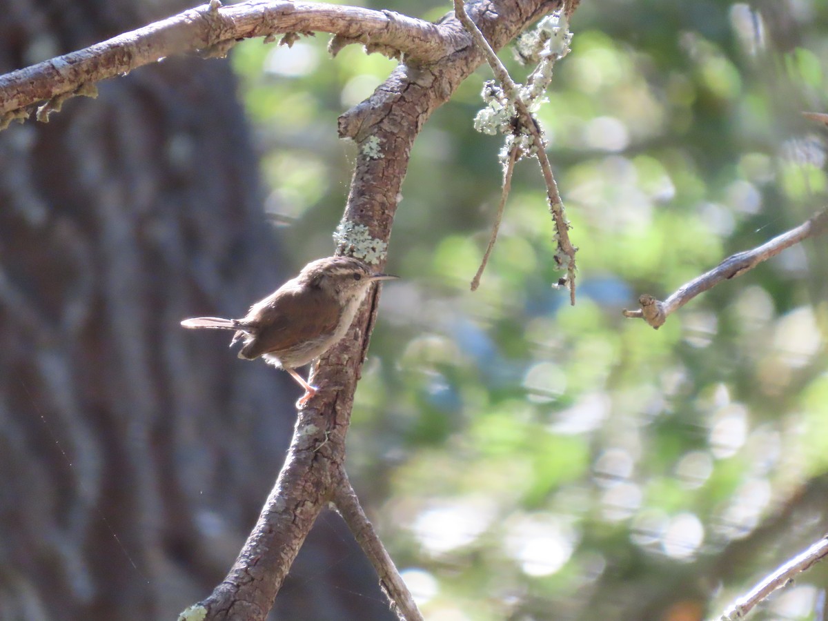 Bewick's Wren - ML622144162