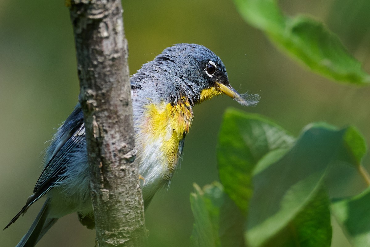 Northern Parula - ML622144164