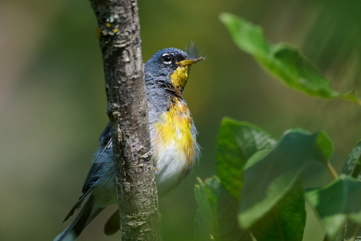 Northern Parula - ML622144165