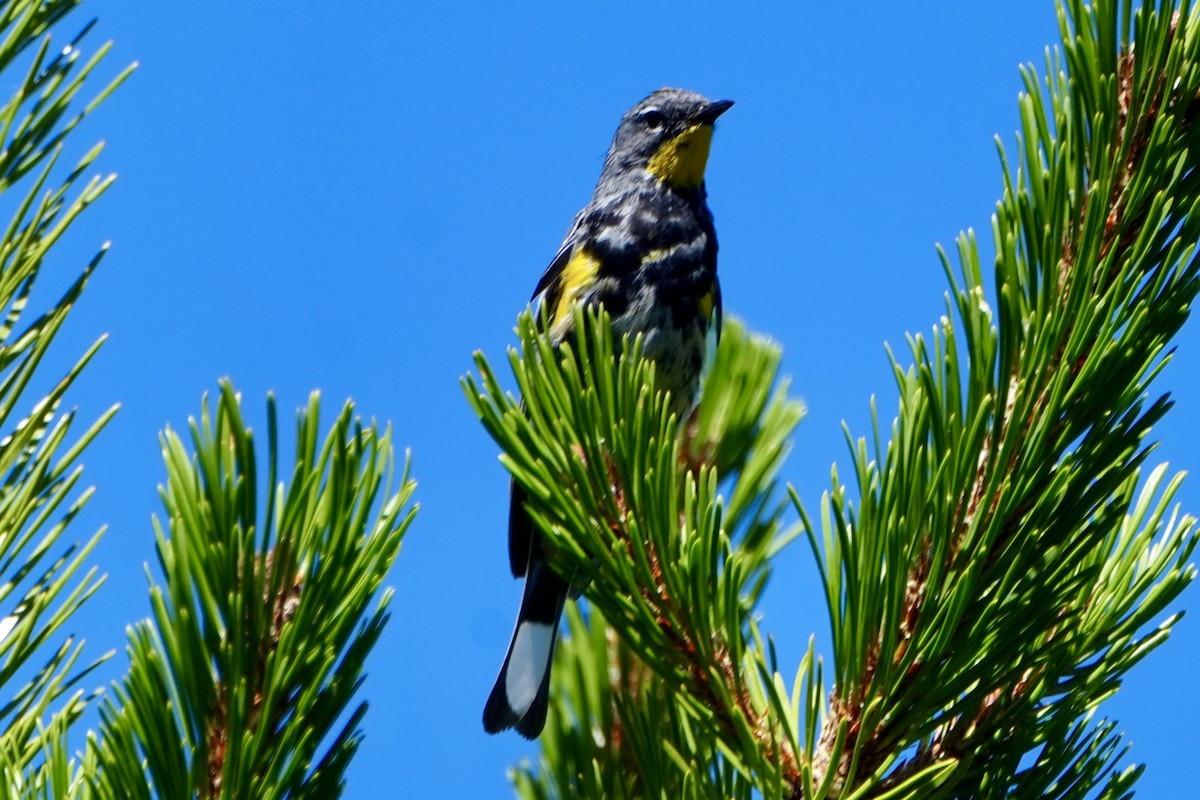 Yellow-rumped Warbler (Audubon's) - Kevin Waggoner