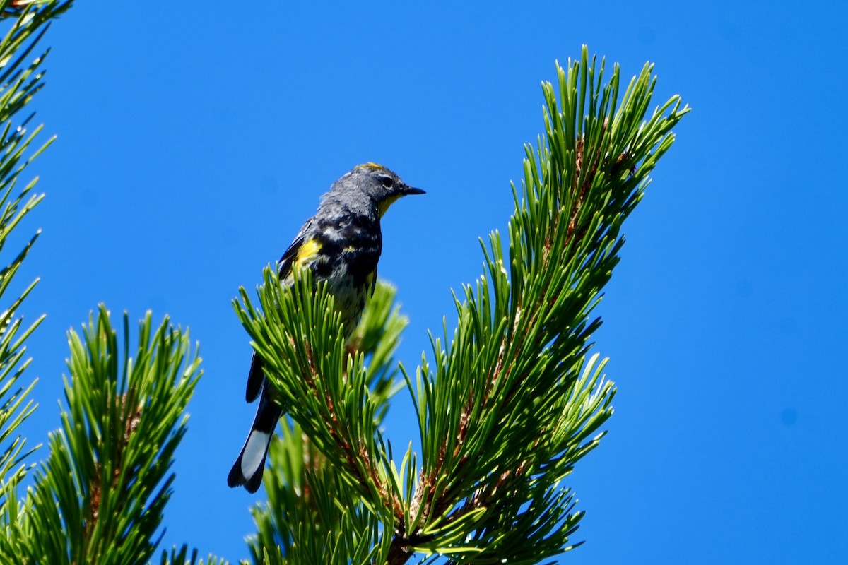 Yellow-rumped Warbler (Audubon's) - ML622144167