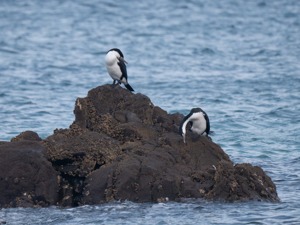 Pied Cormorant - ML622144169