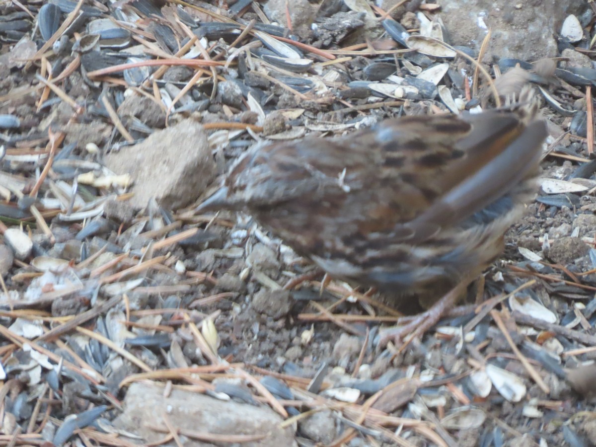 Song Sparrow - ML622144172