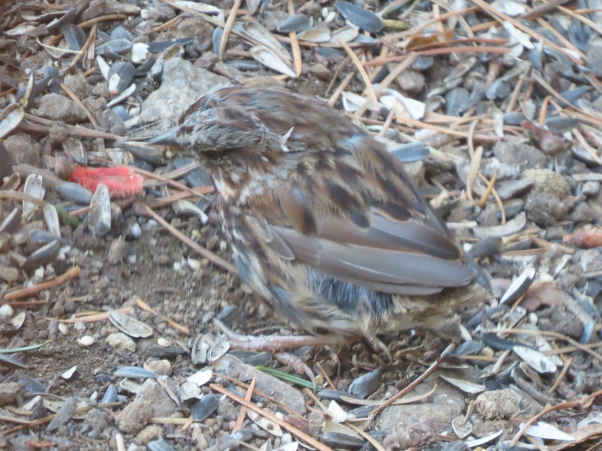 Song Sparrow - ML622144173