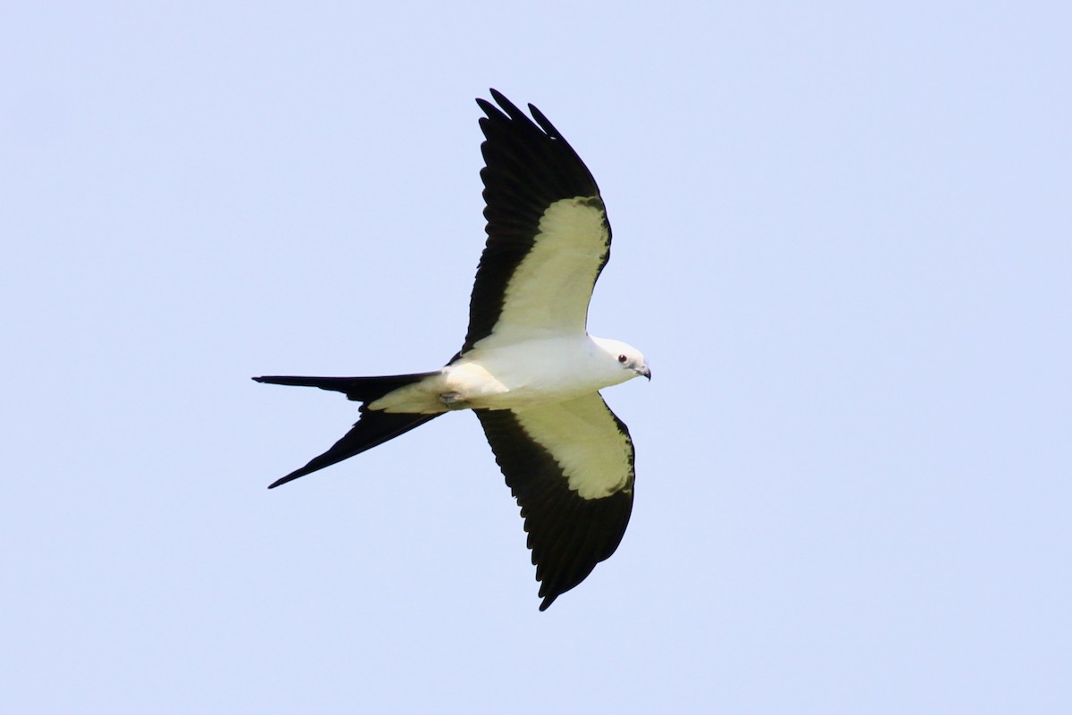 Swallow-tailed Kite - ML622144174
