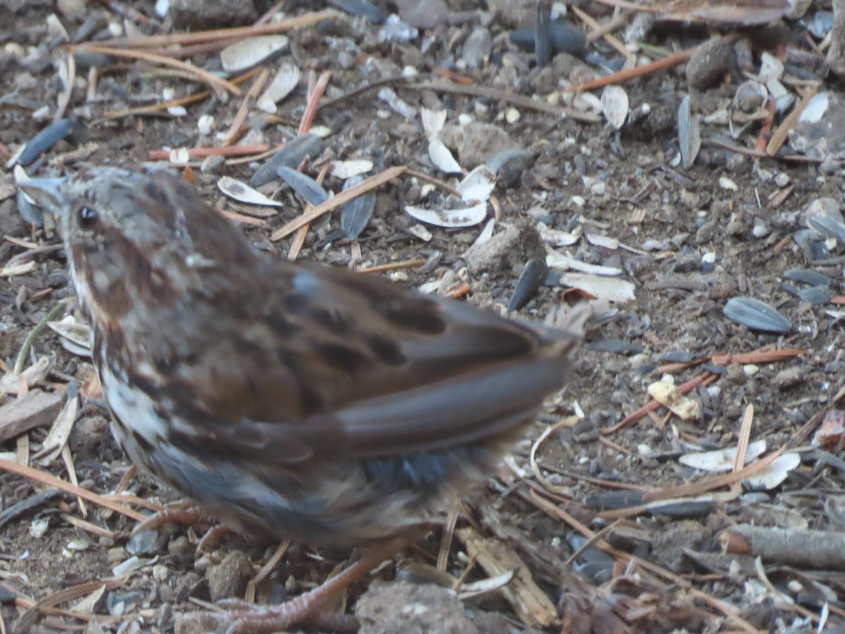 Song Sparrow - ML622144175