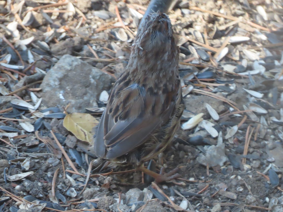 Song Sparrow - ML622144176