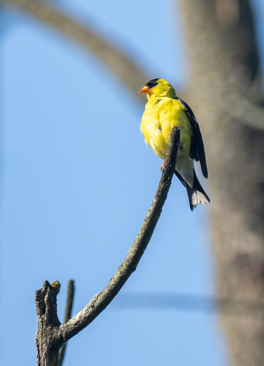 American Goldfinch - Dong Yan