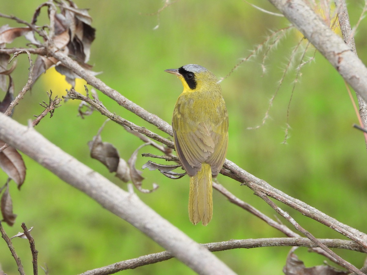 Masked Yellowthroat - ML622144229