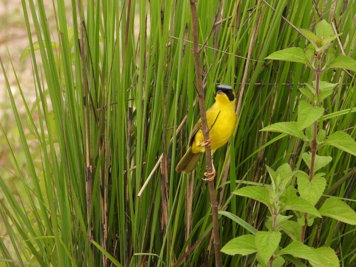 Masked Yellowthroat - ML622144230