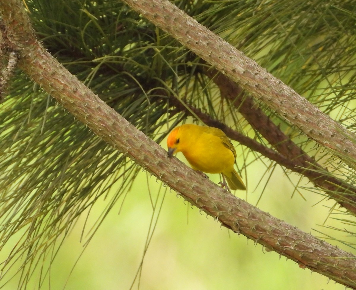 Saffron Finch - ML622144235