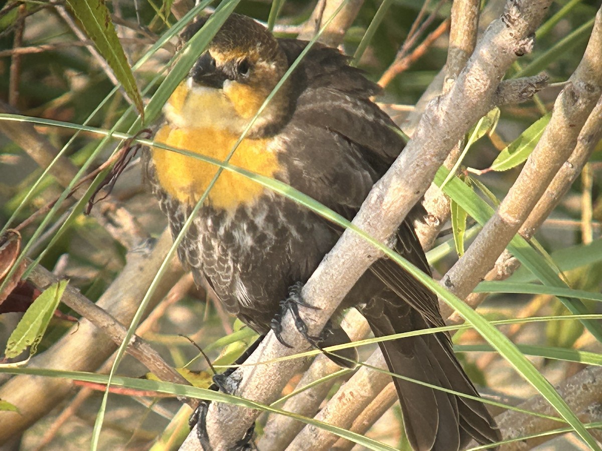 Yellow-headed Blackbird - Mike Mahler