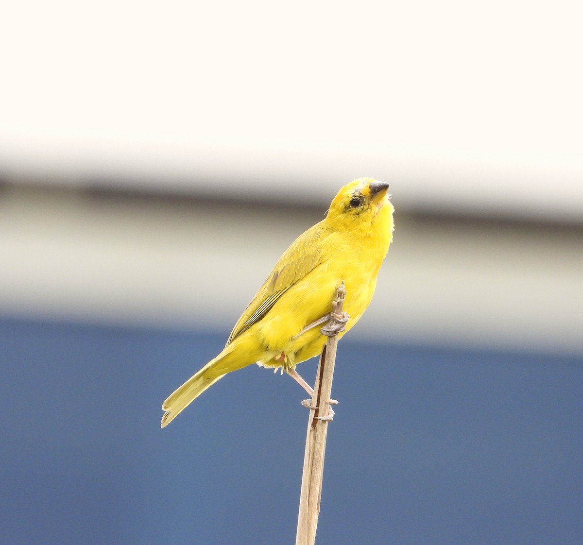 Saffron Finch - ML622144278