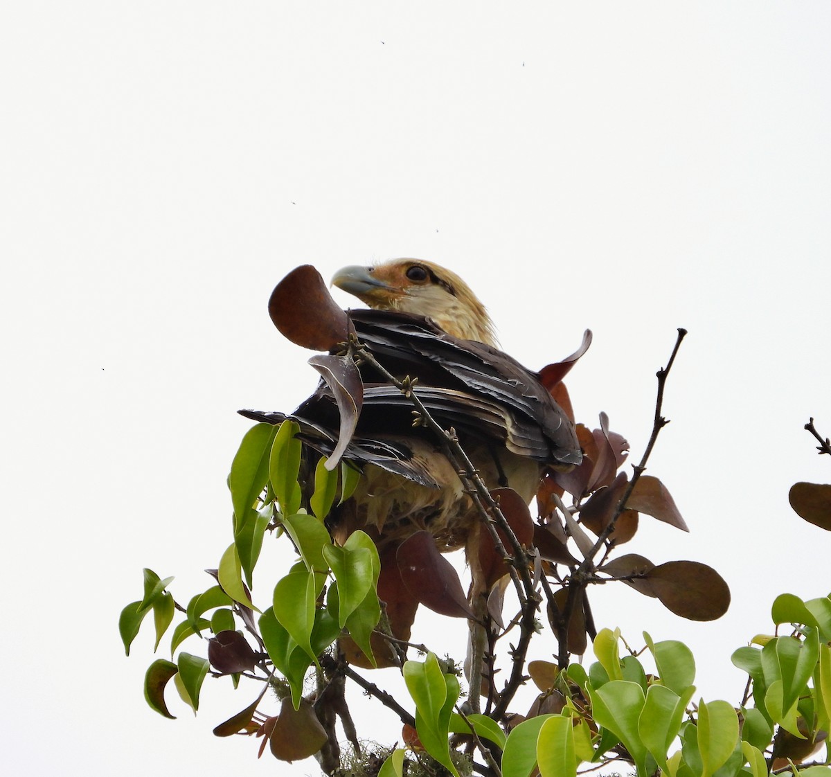 Yellow-headed Caracara - ML622144303