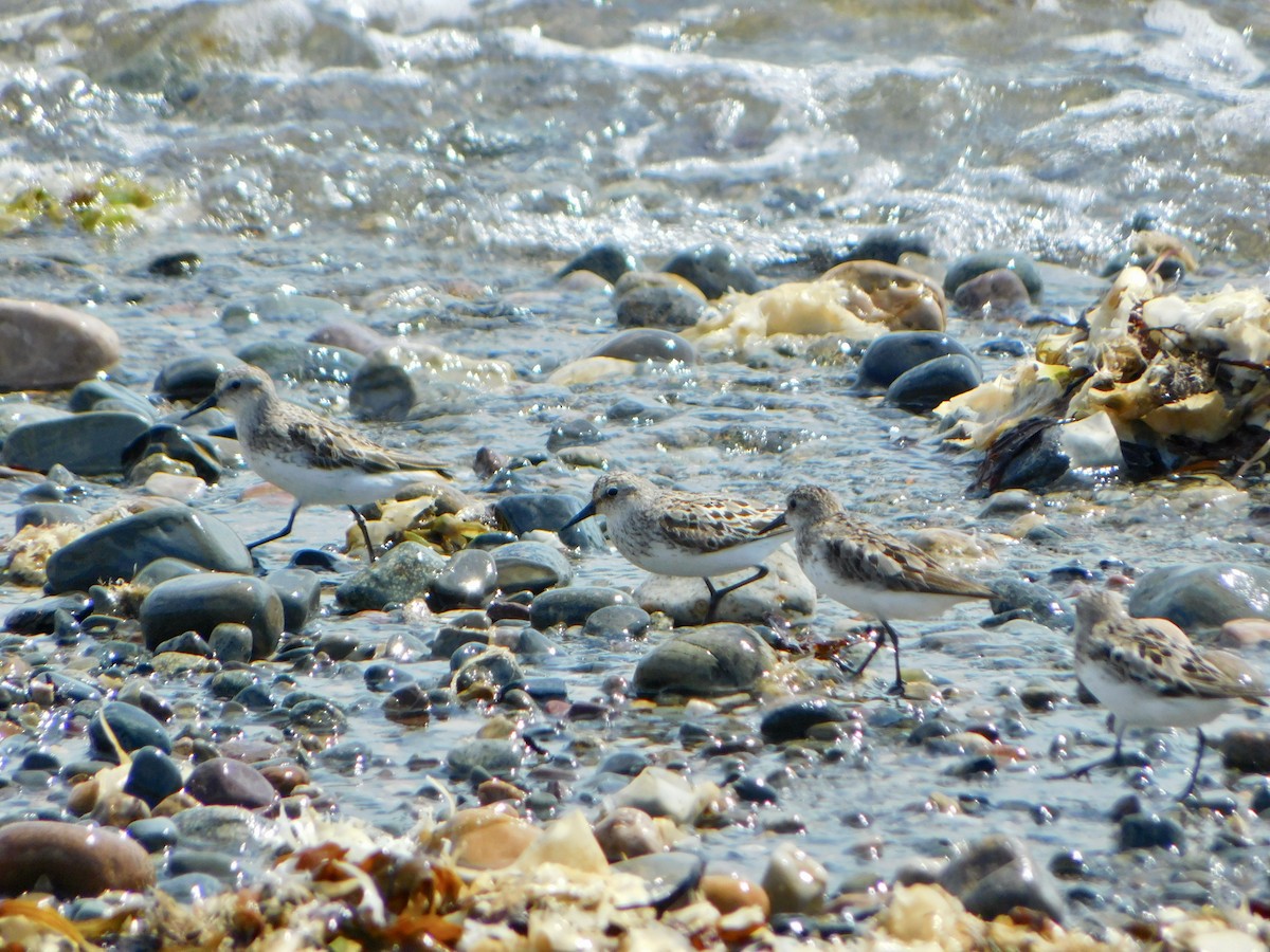 Semipalmated Sandpiper - ML622144307