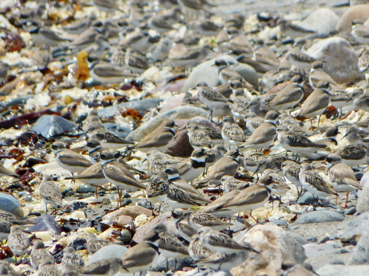 Semipalmated Sandpiper - ML622144308