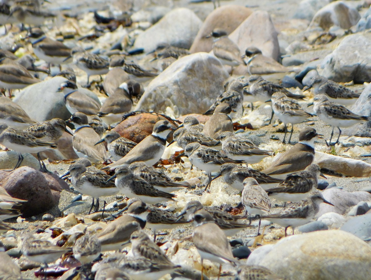 Semipalmated Sandpiper - ML622144309