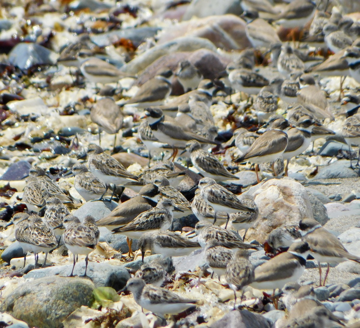 Semipalmated Sandpiper - Tim E.