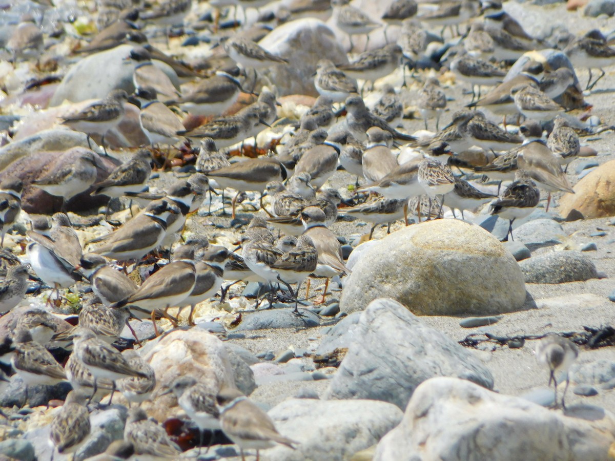 Semipalmated Sandpiper - ML622144311