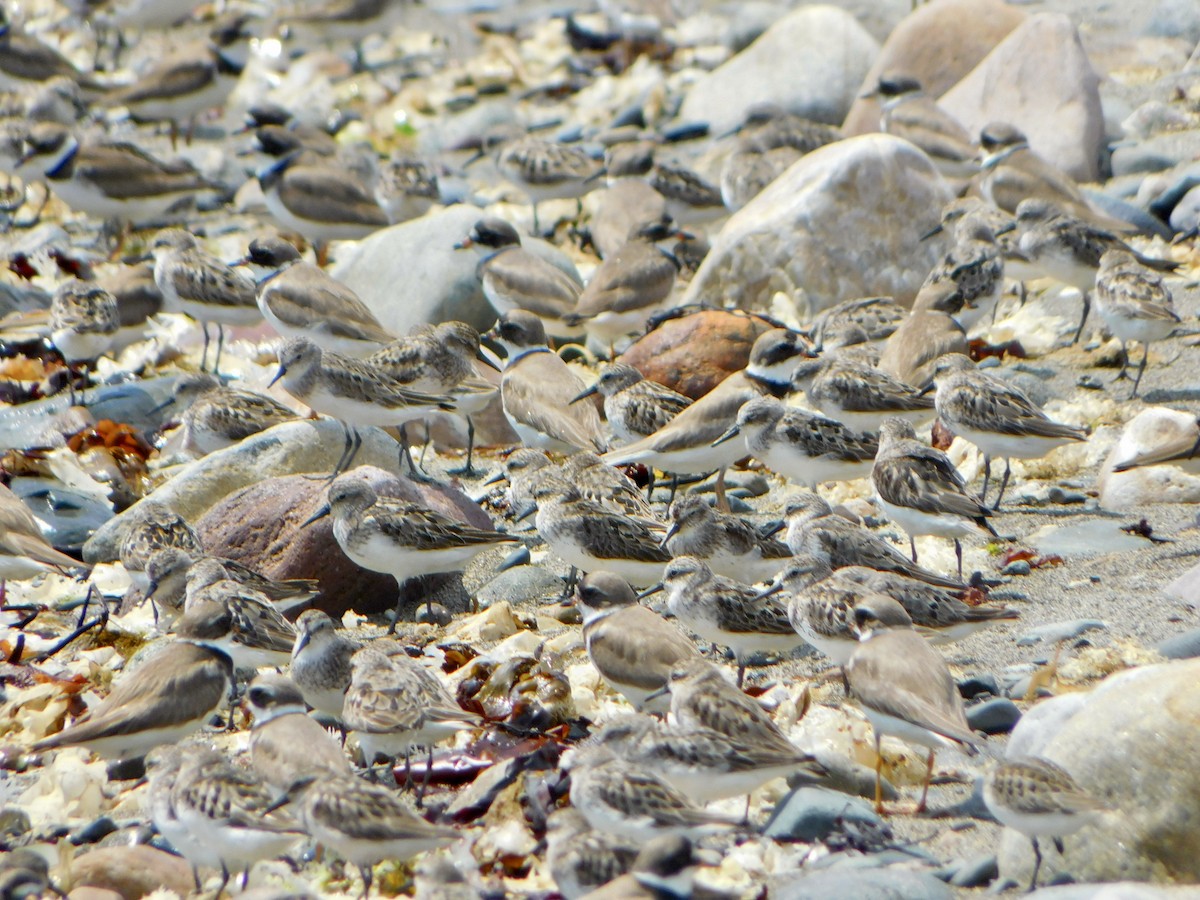 Semipalmated Sandpiper - Tim E.