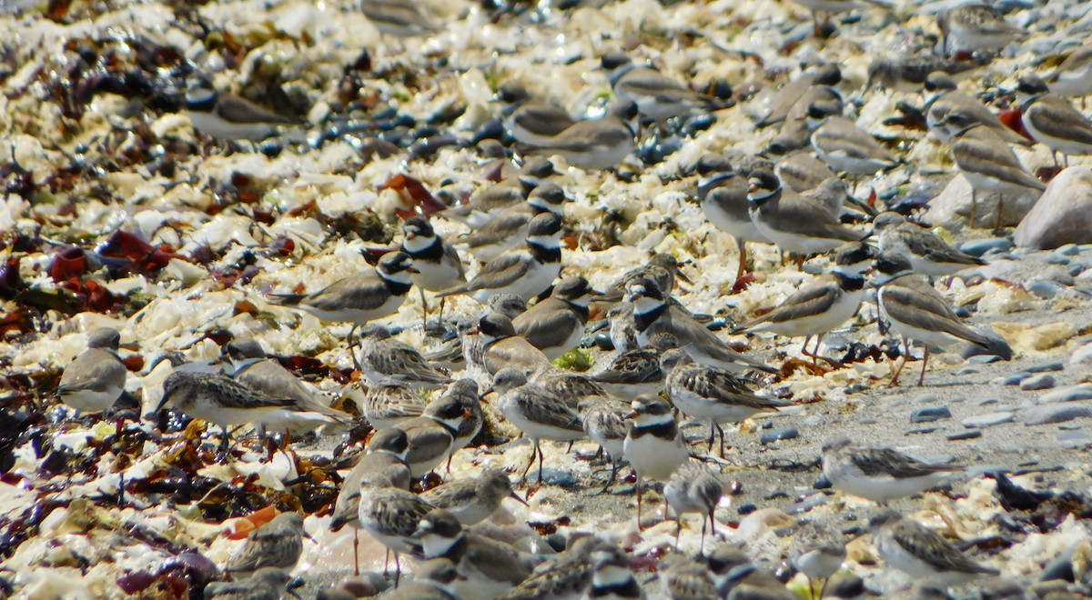 Semipalmated Sandpiper - ML622144313