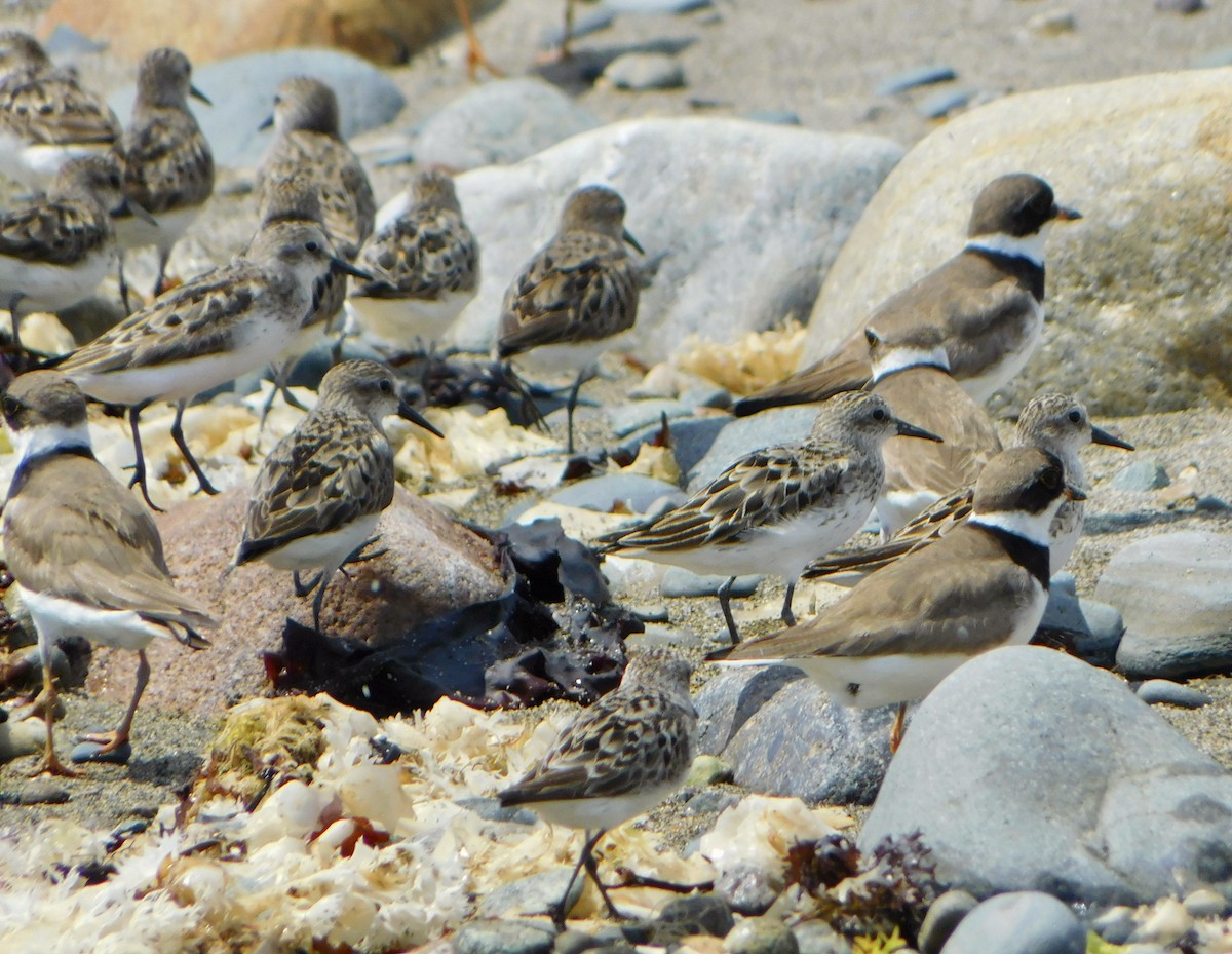 Semipalmated Sandpiper - ML622144314