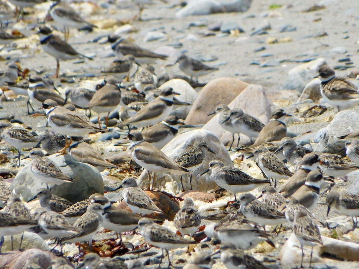 Semipalmated Sandpiper - ML622144315