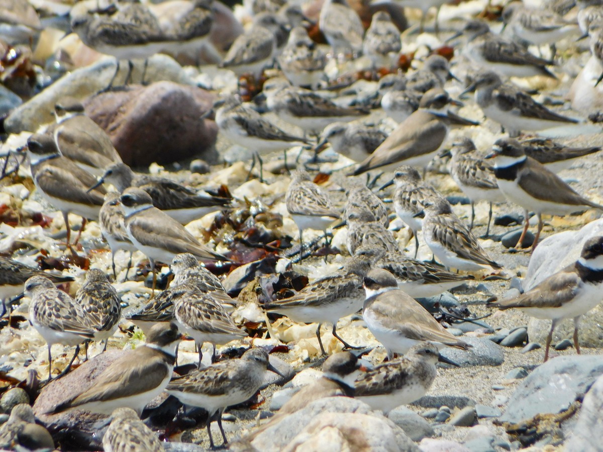 Semipalmated Sandpiper - Tim E.