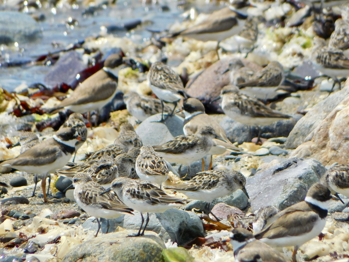 Semipalmated Sandpiper - ML622144317