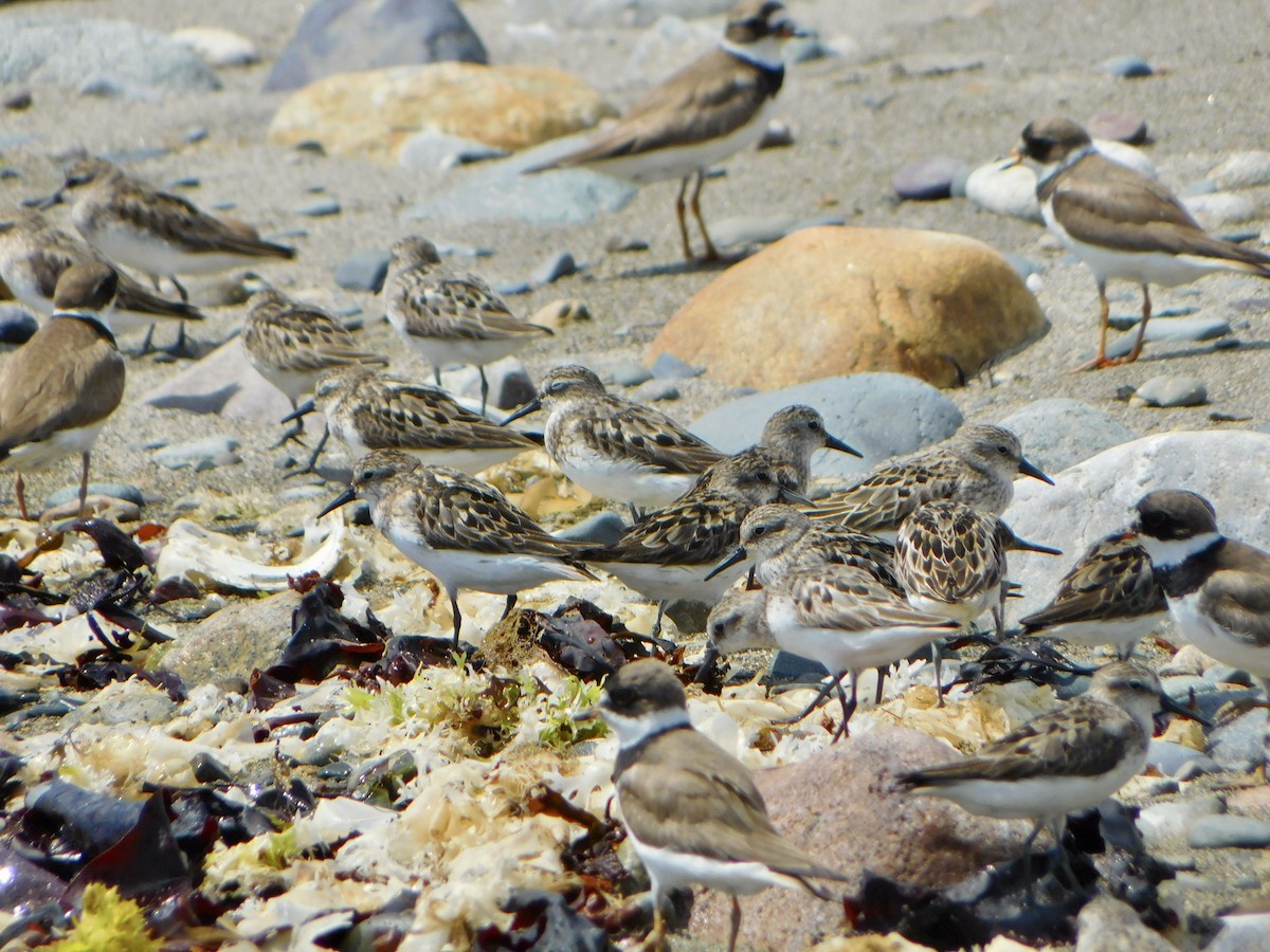 Semipalmated Sandpiper - Tim E.