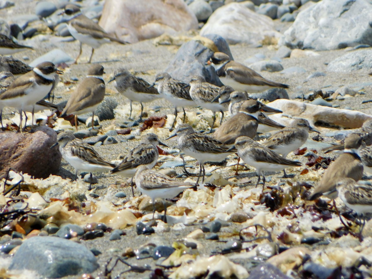 Semipalmated Sandpiper - ML622144319