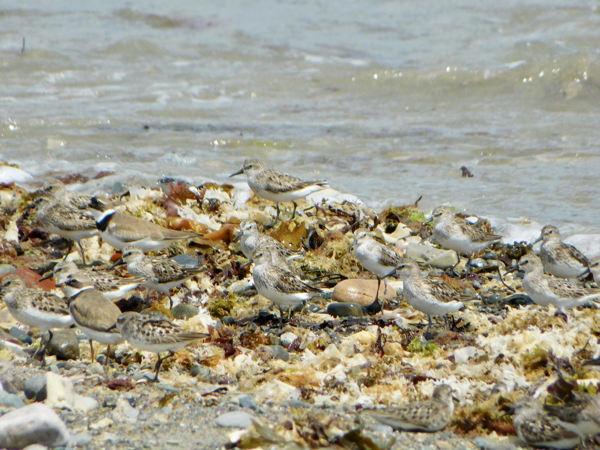 Semipalmated Sandpiper - ML622144320