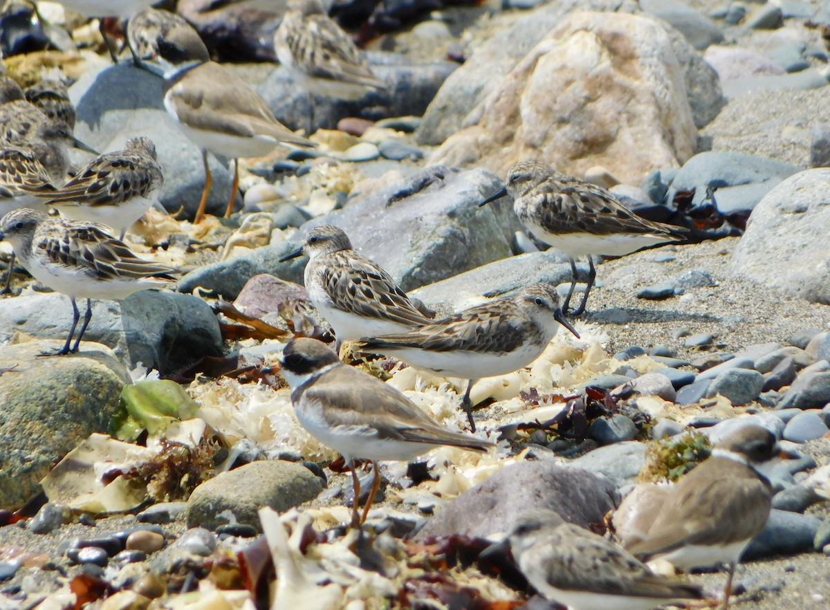 Semipalmated Sandpiper - ML622144321