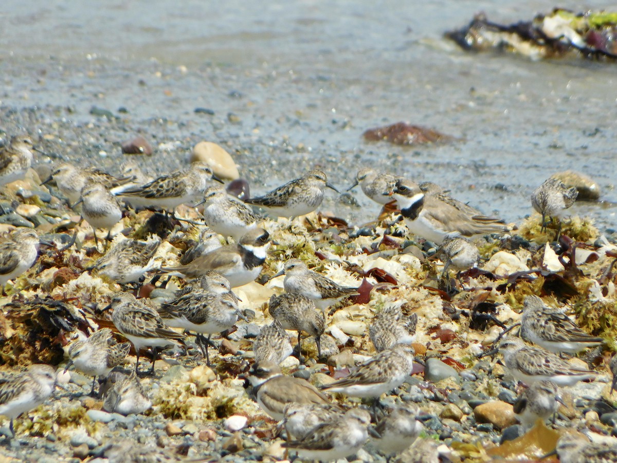 Semipalmated Sandpiper - ML622144322