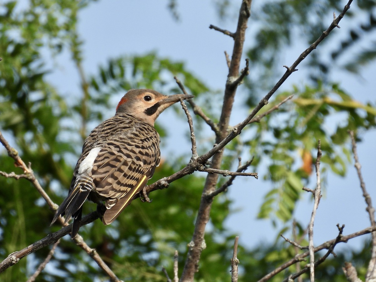 Northern Flicker - ML622144323