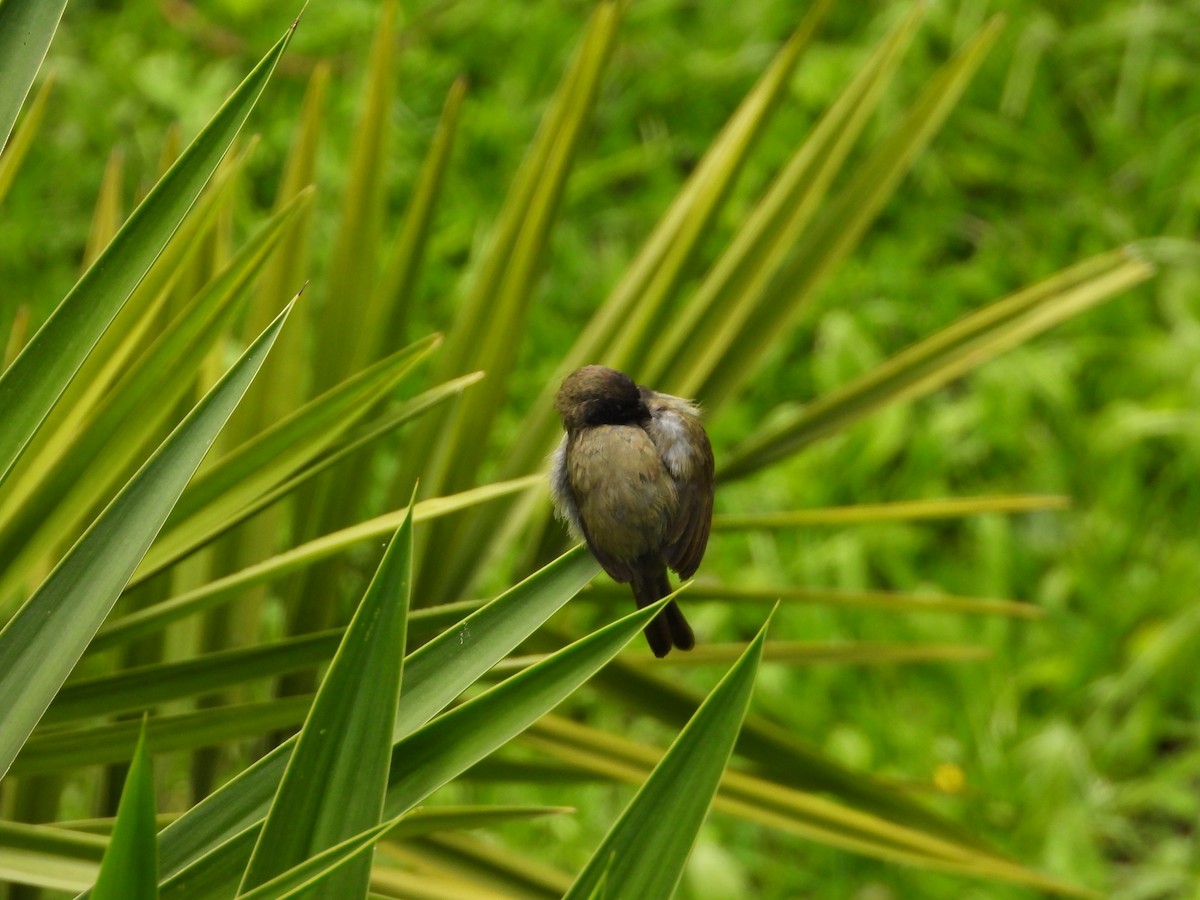 Black-faced Grassquit - Manuel Pérez R.