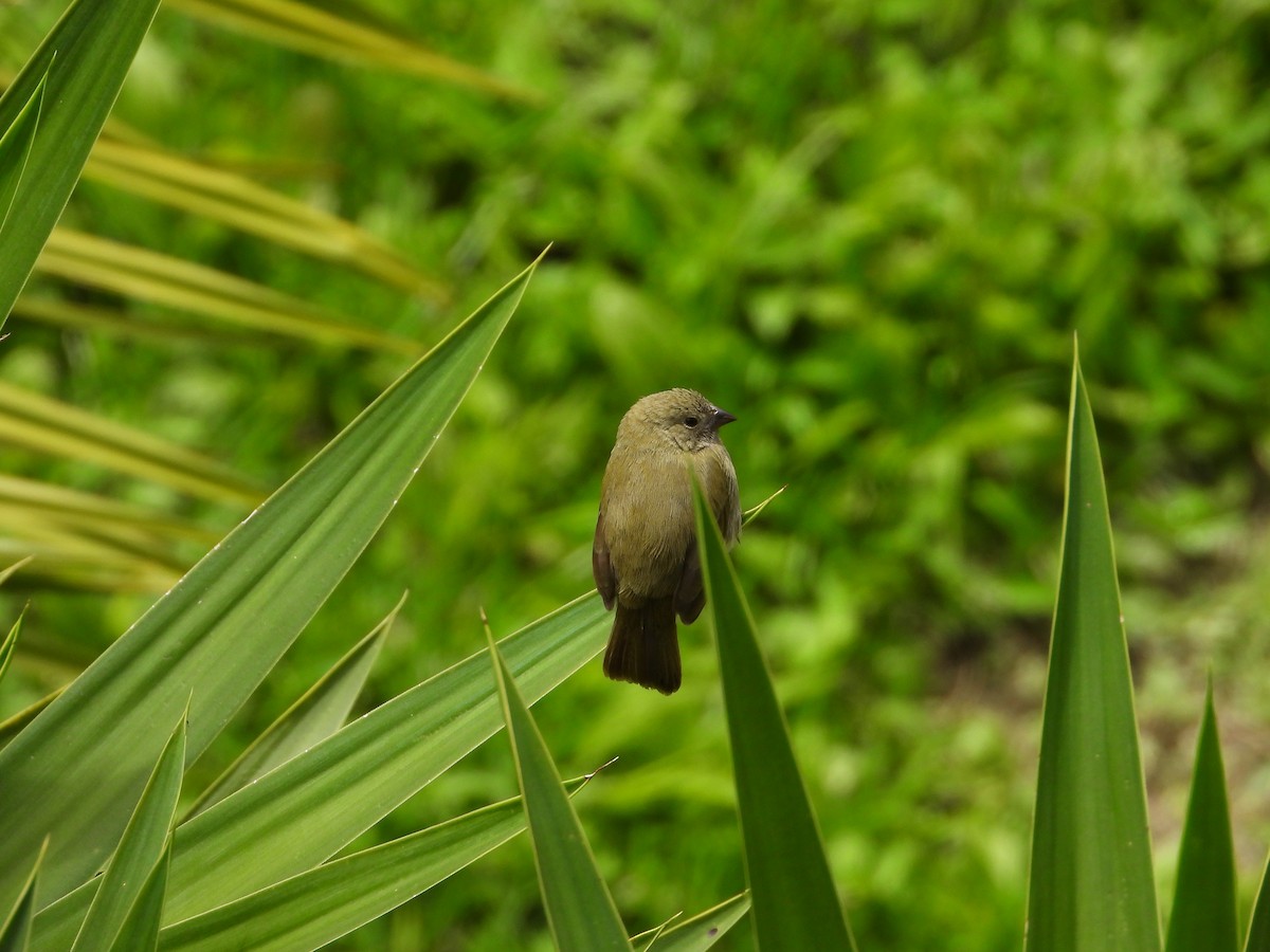 Black-faced Grassquit - ML622144325