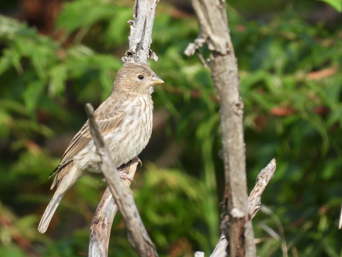 House Finch - ML622144326