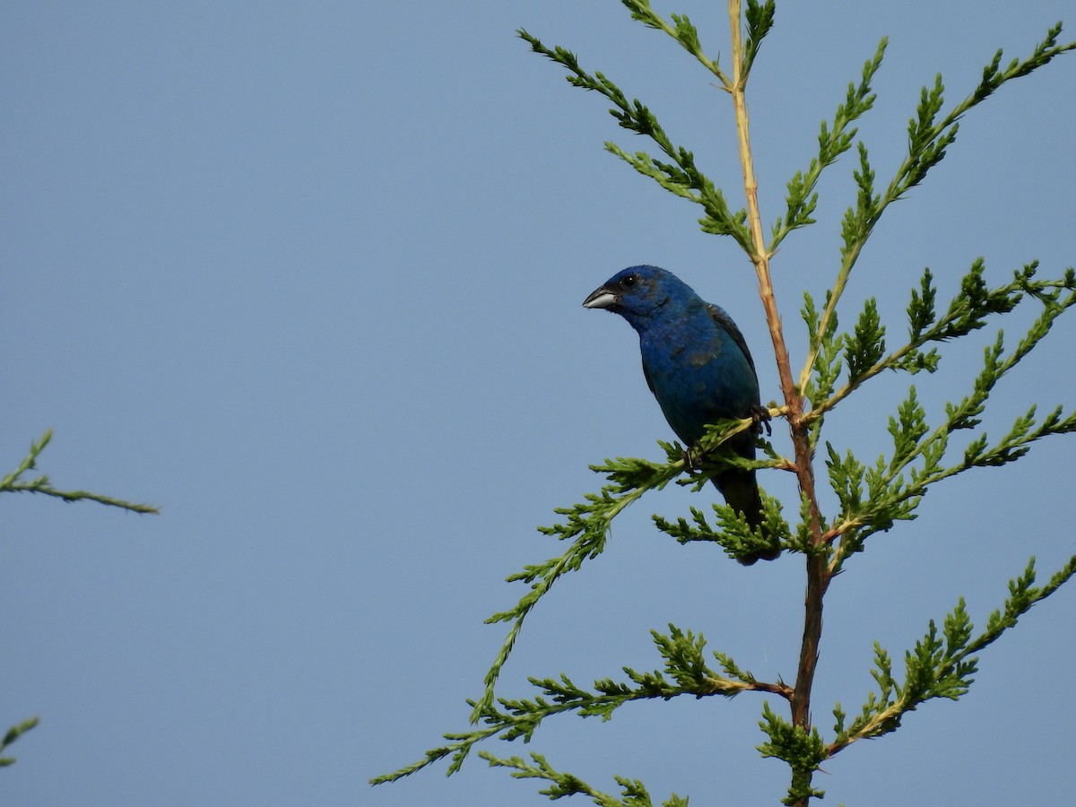 Indigo Bunting - ML622144328