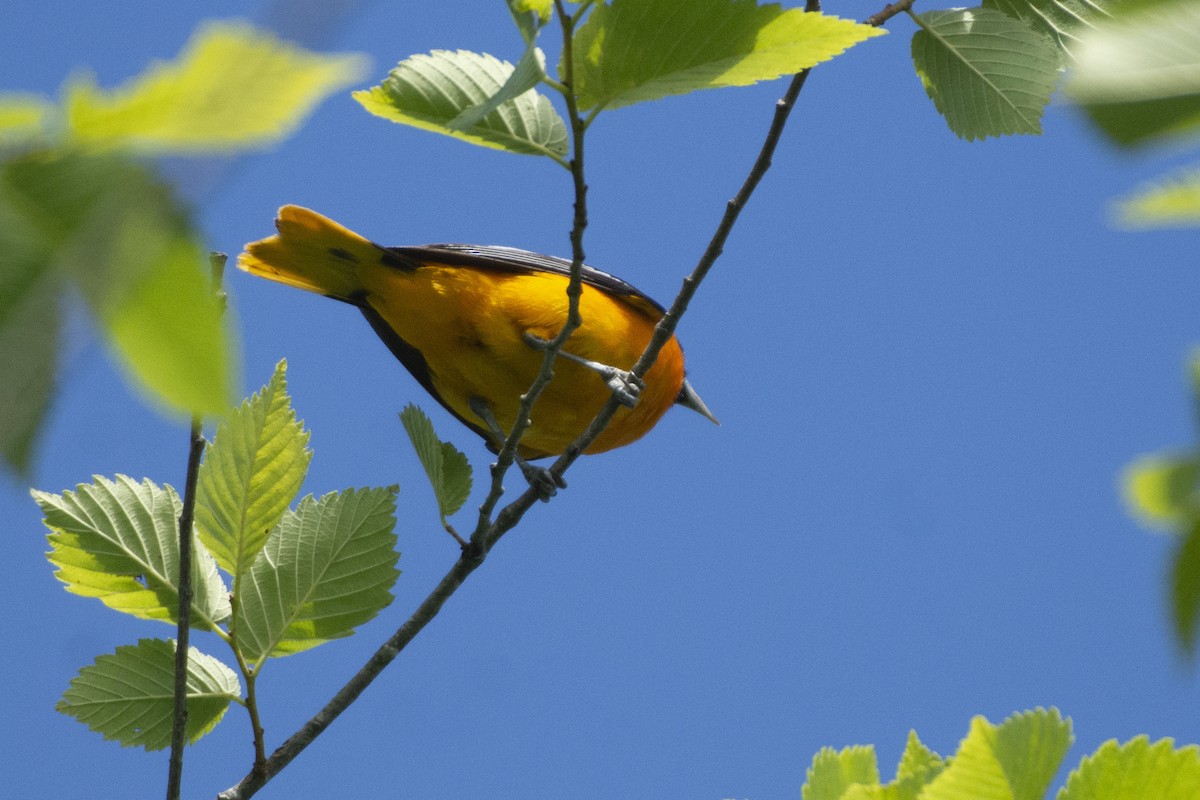 Baltimore Oriole - Oliver Patrick