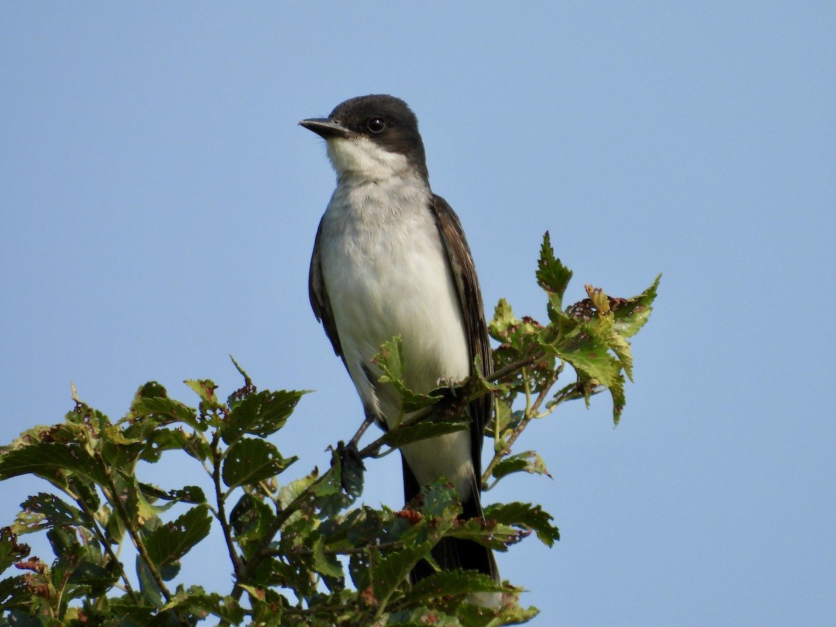 Eastern Kingbird - ML622144330