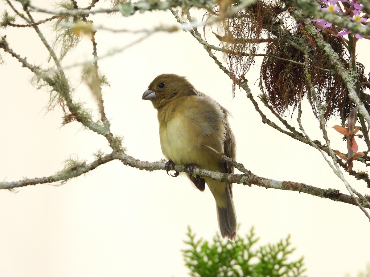 Yellow-bellied Seedeater - ML622144332