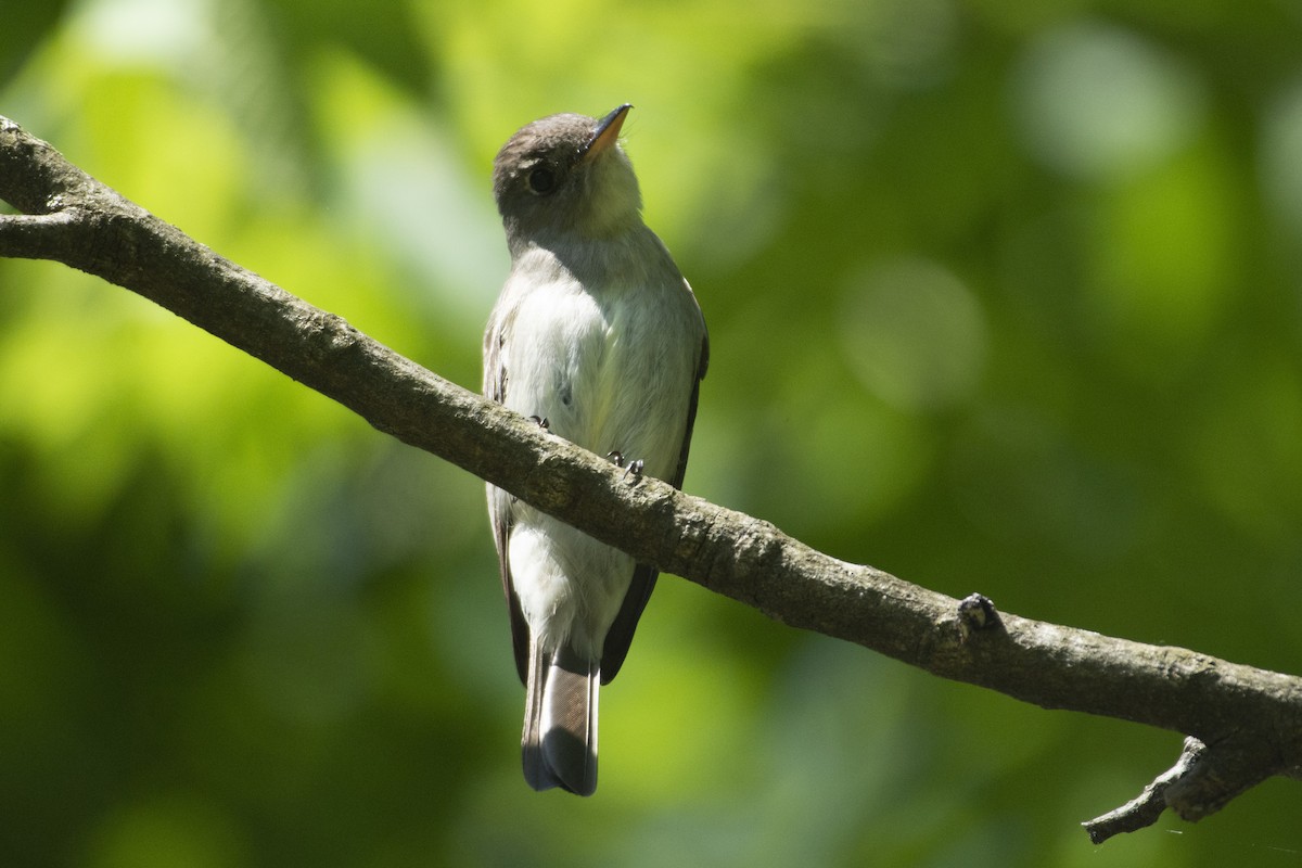 Eastern Wood-Pewee - ML622144333