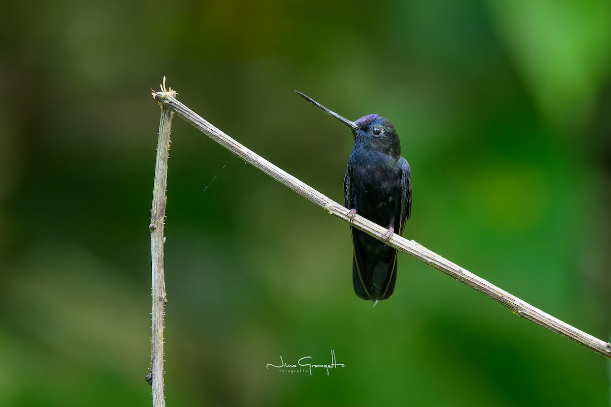 Blue-fronted Lancebill - ML622144334