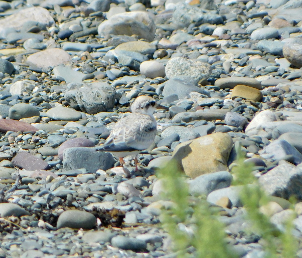 Least Tern - ML622144351