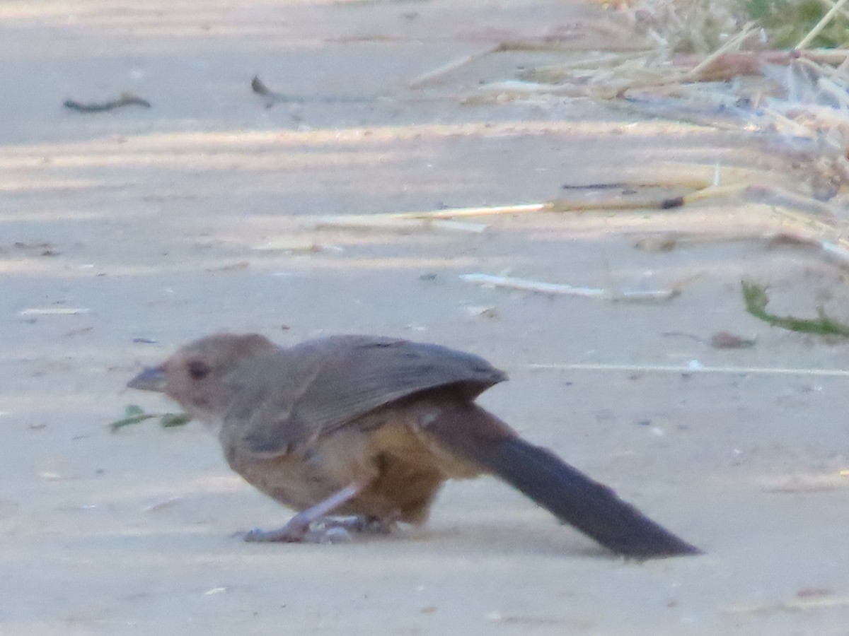 California Towhee - ML622144370